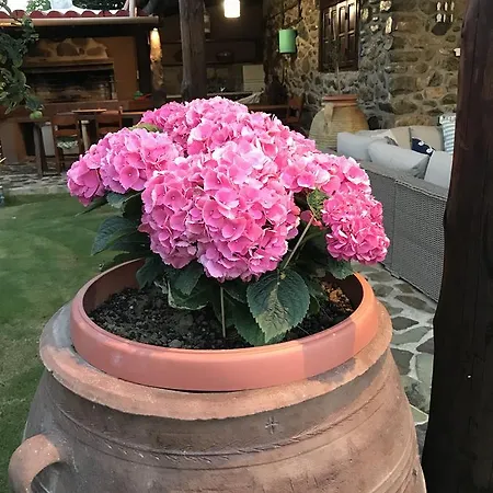 Ferienhaus Casa Avocado *